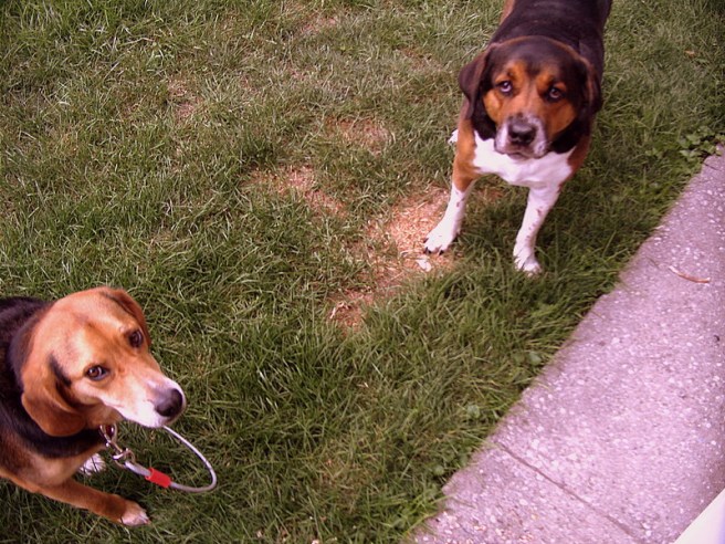 Brownie and Lambeau, Up to No Good