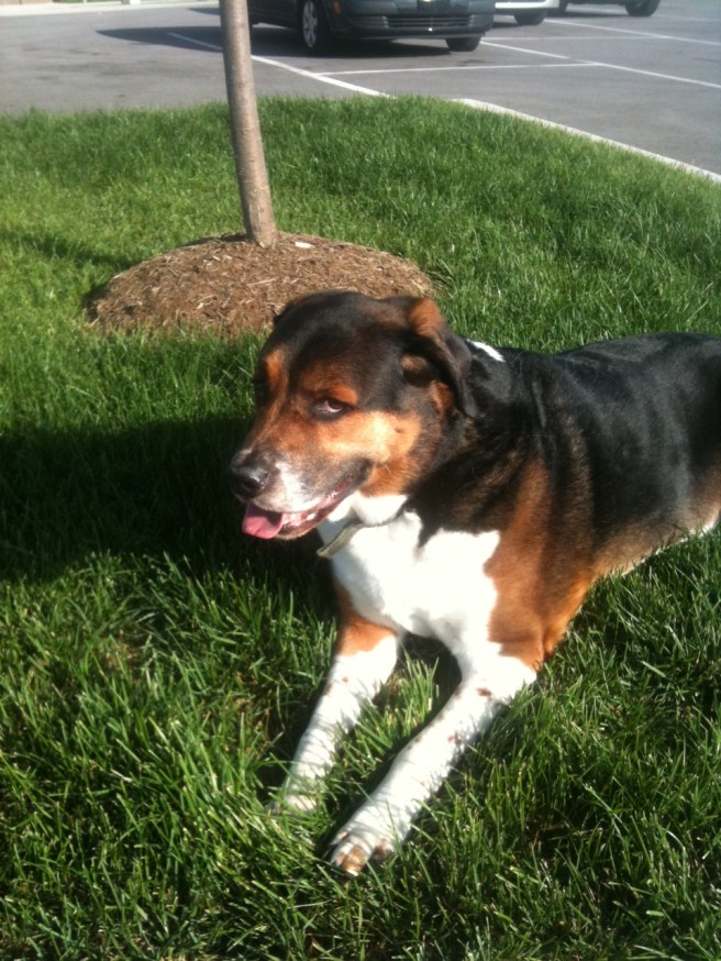 Last Day with Four Paws